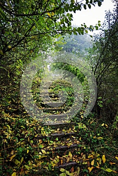 Beautiful stairs in the misty green forest with fallen autumn leaves. Fairytale mood landscape