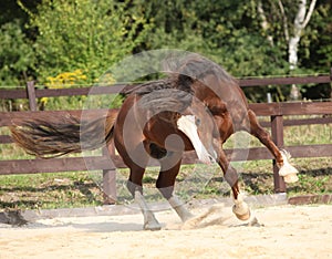 Beautiful stalion with long mane jumping