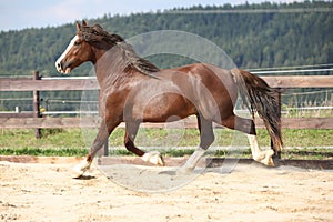 Beautiful stalion with long mane running