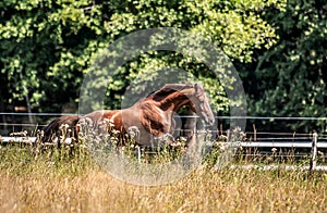 Beautiful stallion in motion on the meadow