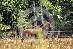 Beautiful stallion in motion on the meadow