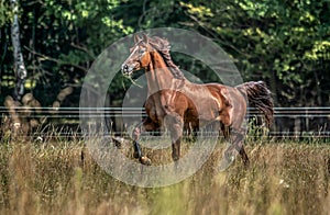 Beautiful stallion in motion on the meadow