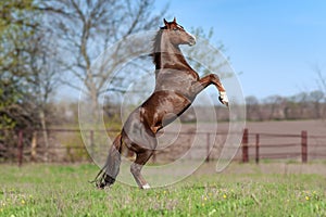 Beautiful stallion Thoroughbred breed, great-grandson of Secretariat