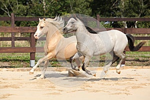 Beautiful stallions running together