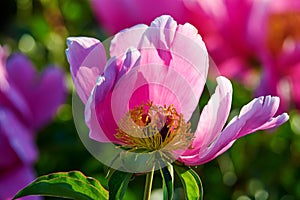 The beautiful stamen of blooming pink peony