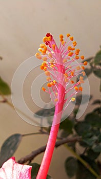 Beautiful stamen of hibiscus flower also known as gudhal or china rose