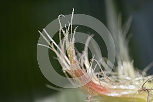 Beautiful stamen macro