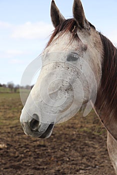 Beautiful standardbred gelding