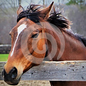 Beautiful standardbred  mare