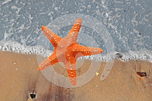 Beautiful star-fish on sand beach and tropical turquoise blue se