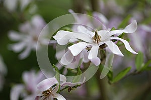 Beautiful Star Magnolia Magnolie, Magnolia stellata.