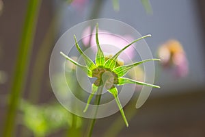 Beautiful star shape sepal on a flower bud