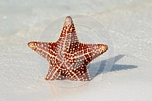 Beautiful starfish