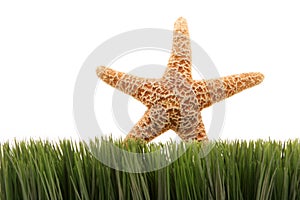 Beautiful starfish on green grass isolated on white background