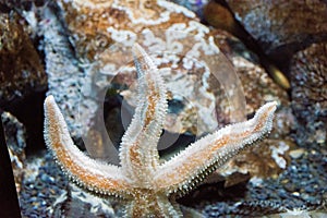 Beautiful starfish stuck suckers to the glass of the aquarium with clean water