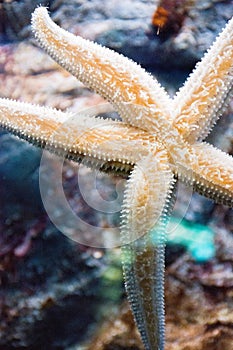 Beautiful starfish stuck suckers to the glass of the aquarium with clean water