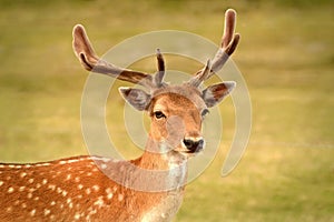 Beautiful staring deer head portrait