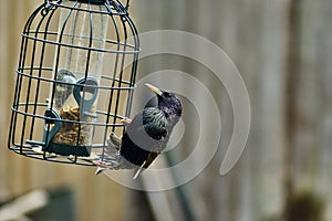 A beautiful starling on a bird feeder