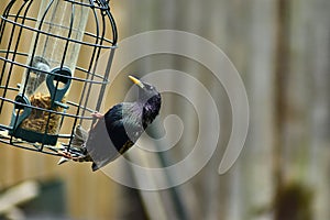 A beautiful starling on a bird feeder