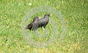 Two starling birds on green grass, Lithuania
