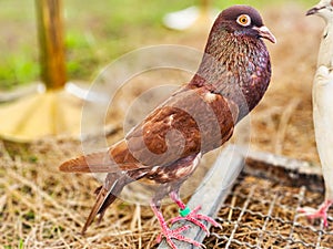Beautiful Steiger cropper brown pigeon