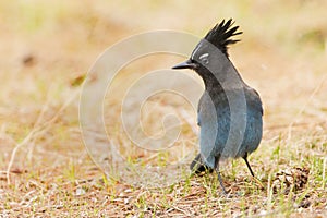 Beautiful Stellar Jay photo