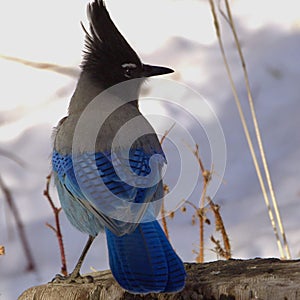 Beautiful Steller Jay perched on a wooden log covered in fresh white snow in a wintery scene