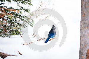A beautiful Steller Jay searching for food
