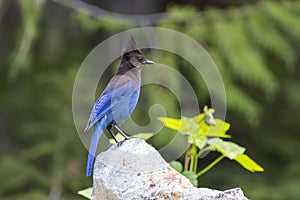 A Beautiful Steller`s Jay