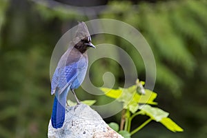 A Beautiful Steller`s Jay