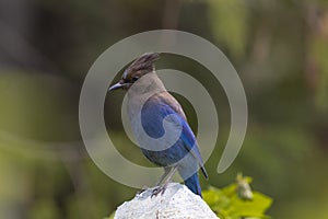 A Beautiful Steller`s Jay