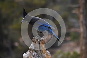 Beautiful steller`s jay bird with bright blue tail