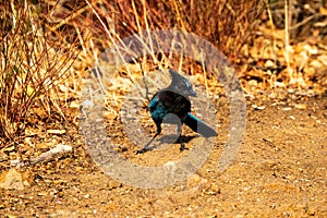 A Beautiful Steller`s Jay