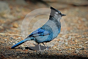 Beautiful Stellers jay bird on the ground searching for food in Yellowstone np, US