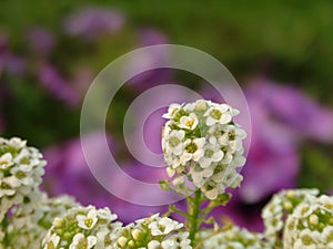 Beautiful Stem of White Flowers with Purple Background