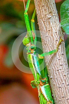 Beautiful stick insect creeps on a tree and looks up.