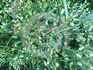 A Beautiful stickyweed flower blooming after raining