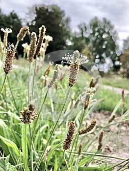 A beautiful stil life plant with blur background