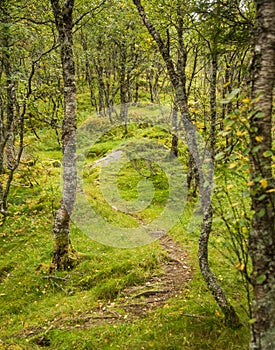 A beautiful, still green autumn forest on the mountain slope in Norway, Folgefonna National Park.