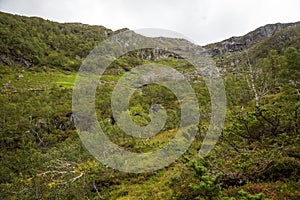 A beautiful, still green autumn forest on the mountain slope in Norway, Folgefonna National Park.