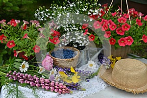 Beautiful still life with petunia flowers and blue berry in the garden.