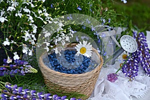 Beautiful still life with petunia flowers and blue berry in the garden.