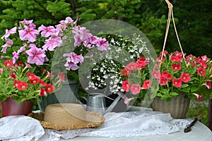 Beautiful still life with petunia flowers, watering can and hat in the garden.