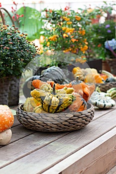 Beautiful still life with pumpkin in a wicker basket, background. Autumn still life harvest festival, decorative star pumpkin