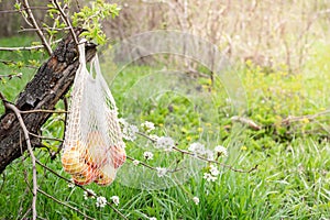 A beautiful still life with ripe apples and branches with white flowers. Zero waste concept