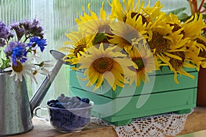 Beautiful still life with sunflowers and blue berry in the garden.