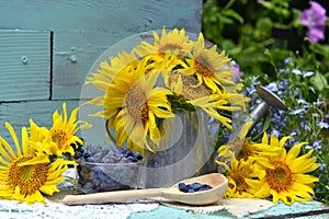 Beautiful still life with sunflowers and blue berry in the garden.