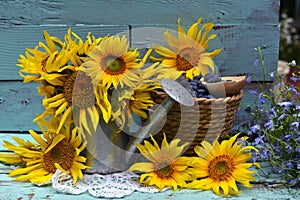 Beautiful still life with sunflowers and blue berry in the garden.