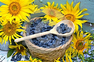 Beautiful still life with sunflowers and blue berry in the garden.