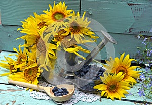 Beautiful still life with sunflowers in watering can and blue berry.